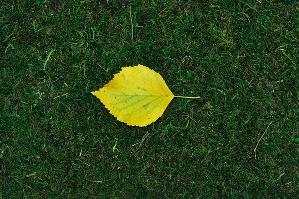 Lasciare isolato su muschio e fondo erba — Foto Stock