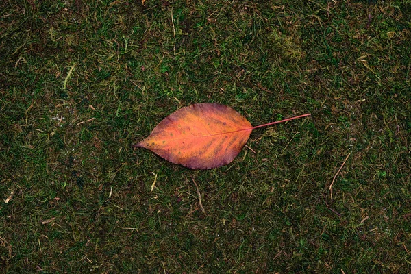 Leave isolated on moss and grass background — Stock Photo, Image