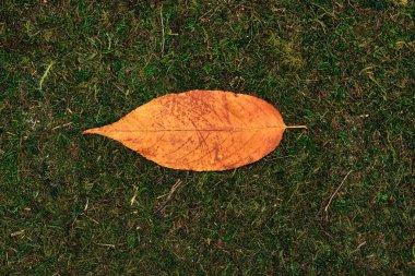 yosun ve çimen arkaplanında izole bırak