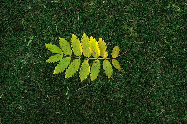 Ветка дерева с листьями, выделенными на фоне мха и травы — стоковое фото