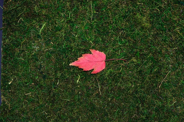 Leave isolated on moss and grass background — Stock Photo, Image