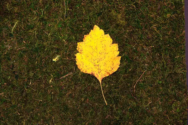 Leave isolated on moss and grass background — Stock Photo, Image