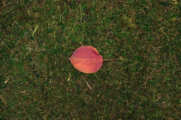 Verlaten geïsoleerd op mos en gras achtergrond — Stockfoto