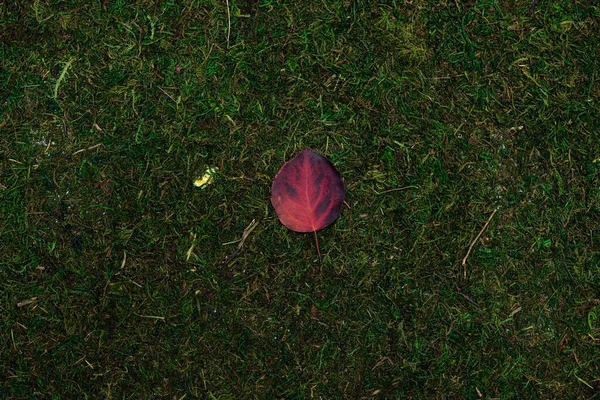 Verlaten geïsoleerd op mos en gras achtergrond — Stockfoto