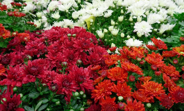 Otoño Cama Flores Con Rojo Naranja Crisantemos Blancos Chrysanthemum Morifolium — Foto de Stock