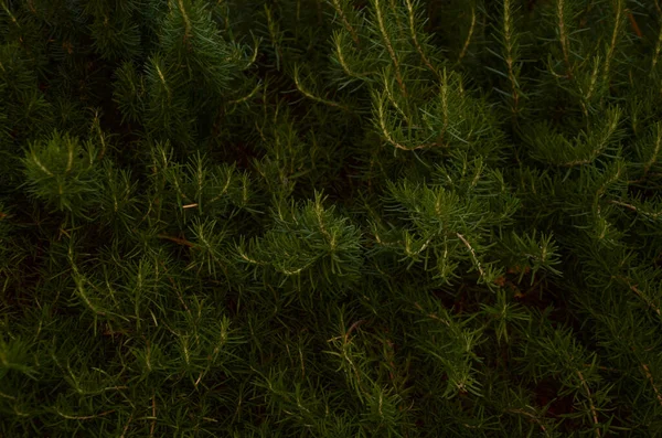 Green Pine Forest Nature Large Forest Background — Stock Photo, Image