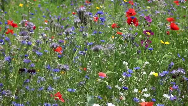 Bunte Blumen Sommer Auf Einer Blumenwiese — Stockvideo