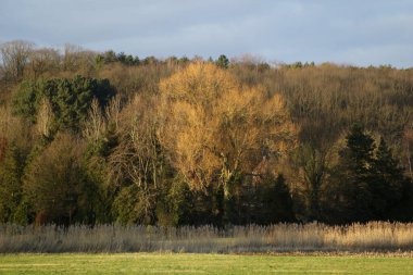 Langdorp 'taki Demer nehrinin yakınındaki manzara. Flanders 'da küçük bir köy. Belçika. Kış güneşinde ağaç.