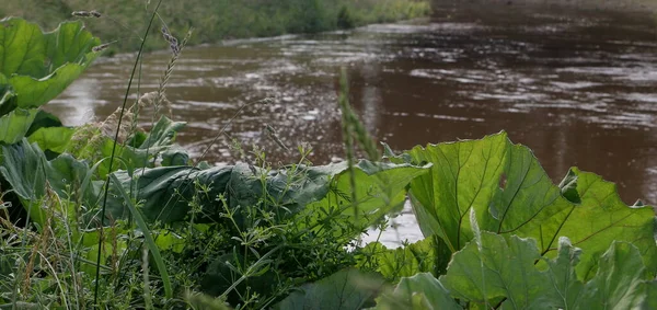 Пейзаж Біля Річки Демер Лангдорпі Маленьке Село Фландрії Бельгія Розлита — стокове фото