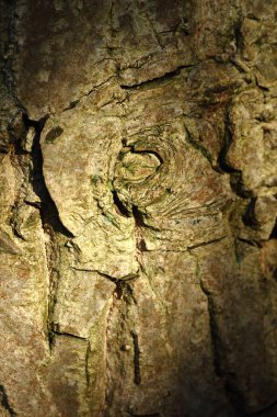 Arka bahçemdeki eski bir ceviz ağacının kabuğunun ayrıntıları. Ağaç kabuğunda ışık lekeleri oluşturan doğal güneş ışığıyla fotoğraflanmış..