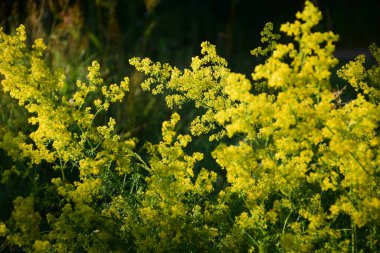 Parlayan yabani çiçekler, nehir kenarındaki çayır.