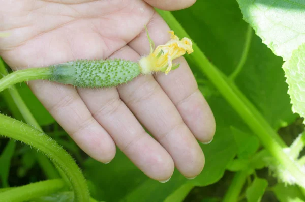 Jonge verse komkommers in de palm van uw hand. — Stockfoto