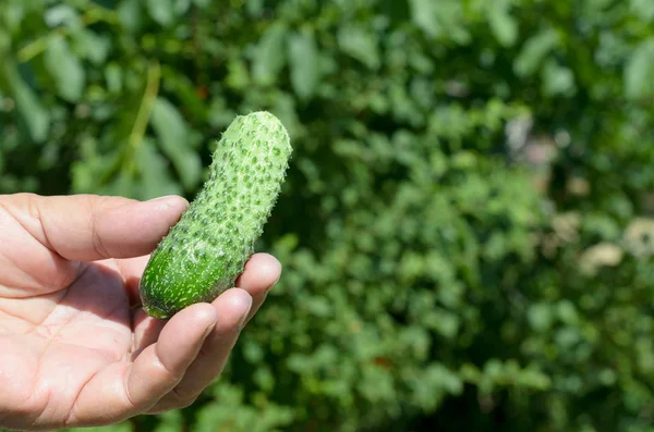 Jonge verse komkommers in de palm van uw hand. — Stockfoto