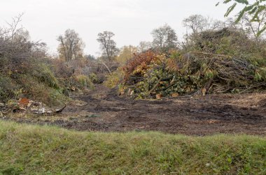 Atık ahşap çöp dökümü. Mayo ve yığın içinde kazıklı ağacın dalları.