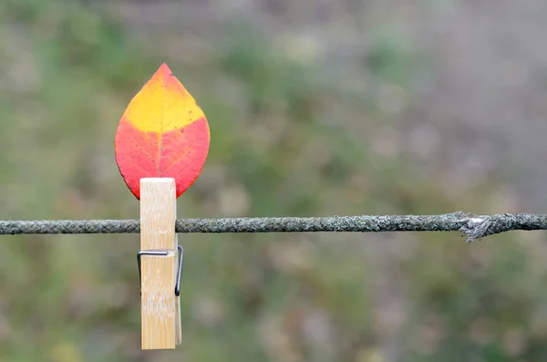 Feuilles d'automne rouge-jaune sur une corde avec des pinces à linge. On dirait une flamme de bougie. . — Photo