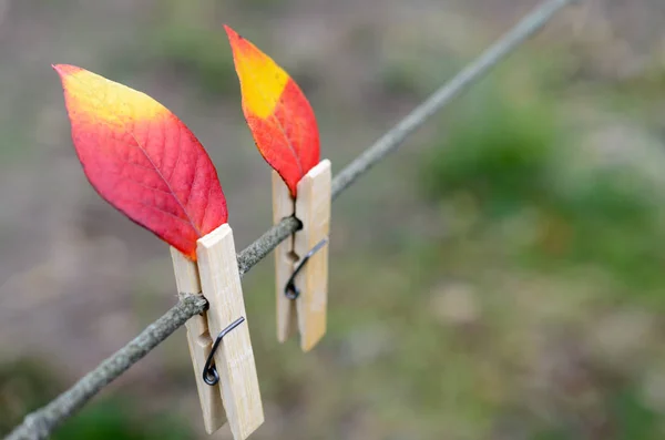 Foglie autunnali rosso-gialle su una corda con mollette. Sembra una fiamma di candela. . — Foto Stock