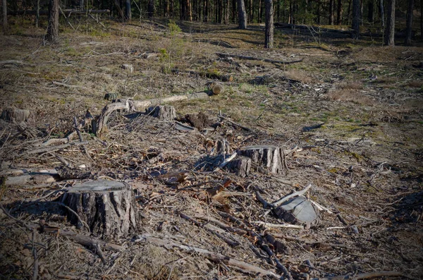 A imagem após o corte é um monte de tocos de árvores de coníferas que permanecem no chão . — Fotografia de Stock