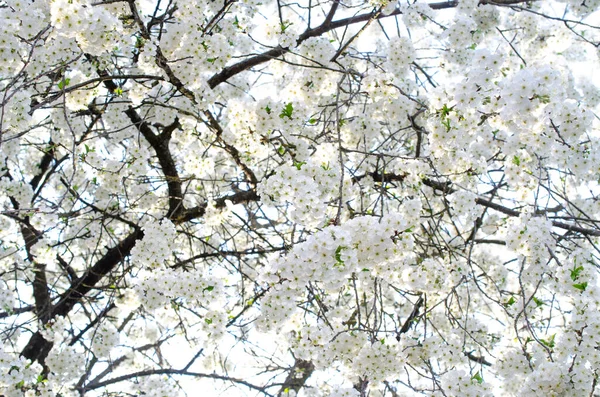 Gałęzie rozrzucone kwitnącymi kwiatami wiśni na tle jasnego słońca. — Zdjęcie stockowe