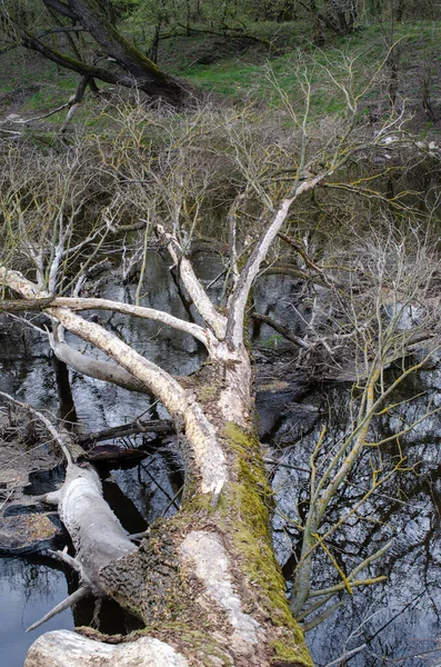 Velmi starý strom ležící v řece. — Stock fotografie