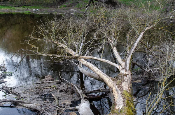 Ein sehr alter Baum liegt in einem Fluss. — Stockfoto