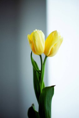 Kontrastlı iki sarı lale.