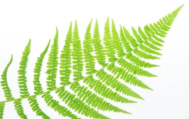 Beyaz arkaplanda yeşil eğreltiotu yaprağı izole