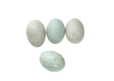 Beyaz arka planda taze ördek yumurtaları