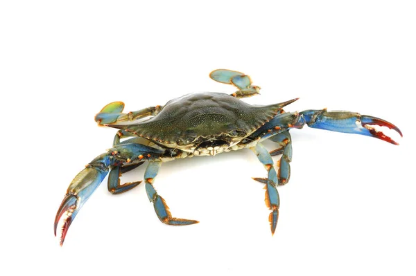 canlı mavi yengeç beyaz arkaplanda izole