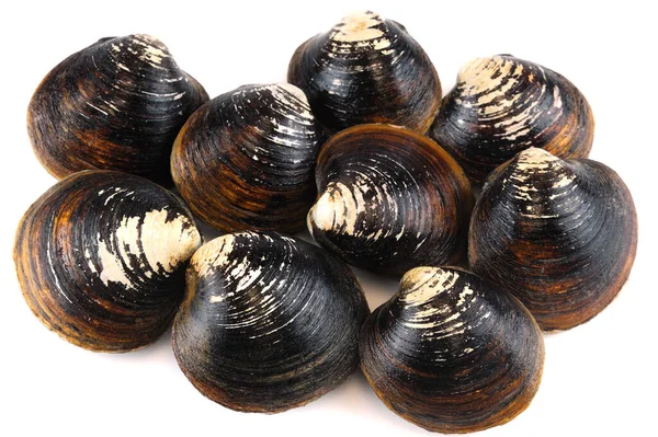 Yiyecek olarak siyah canlı midyeye yakın çekim