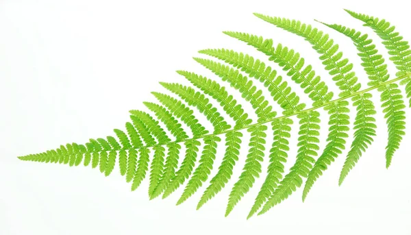 Beyaz arkaplanda yeşil eğreltiotu yaprağı izole