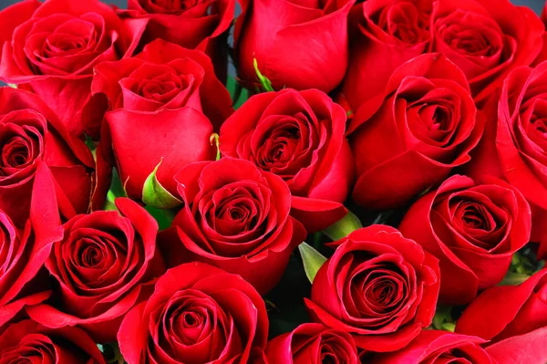 Arka plan olarak buketteki taze kırmızı güller