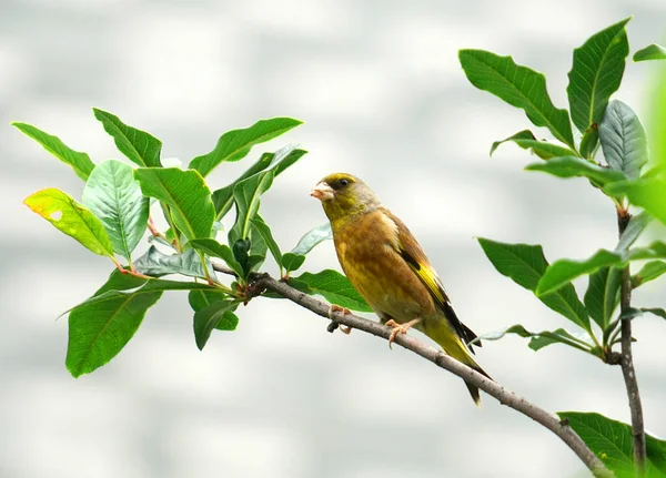 Niedlicher Vogel Steht Auf Dem Frühlingshaften Grünen Ast — Stockfoto