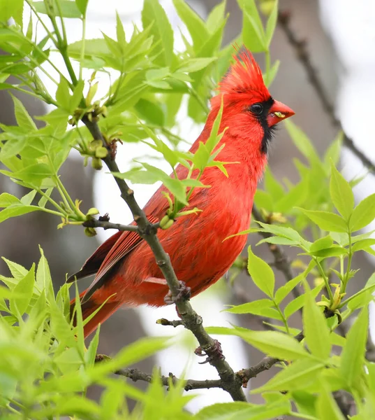 Červené Kardinály Stojící Jarní Větev Zeleného Stromu — Stock fotografie