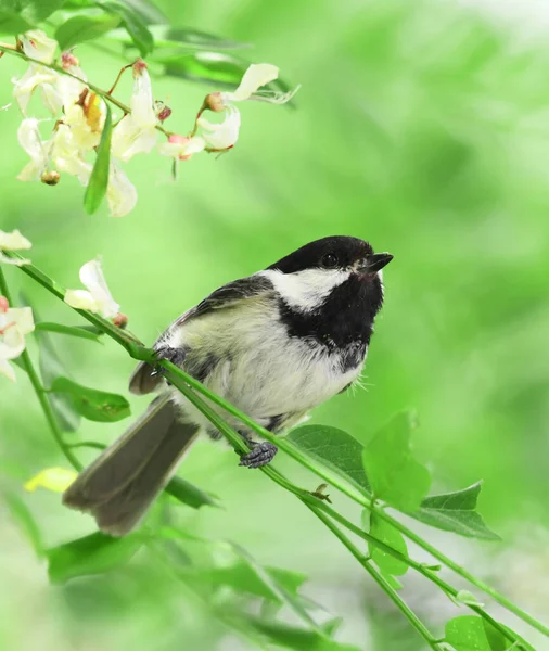 Close Zwart Afgetopte Kuiken Vogel Boom Tak — Stockfoto