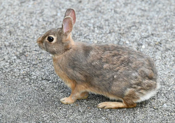 Nahaufnahme Von Wildkaninchen Auf Der Straße — Stockfoto