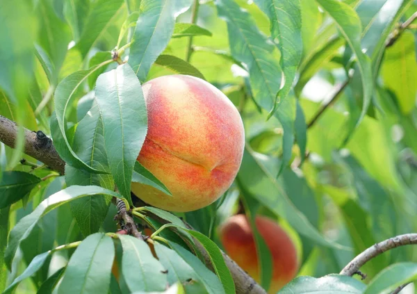 Şeftali dalına yaklaş.                               