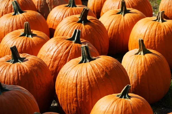 Sonbahar mevsiminde kabak hasadı                               