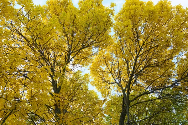 秋の黄色の紅葉 — ストック写真
