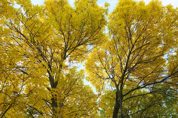 Rami Albero Giallo Autunno Nella Stagione Autunnale — Foto Stock