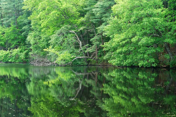 Primer Plano Bosque Verde Reflejo Lago — Foto de Stock