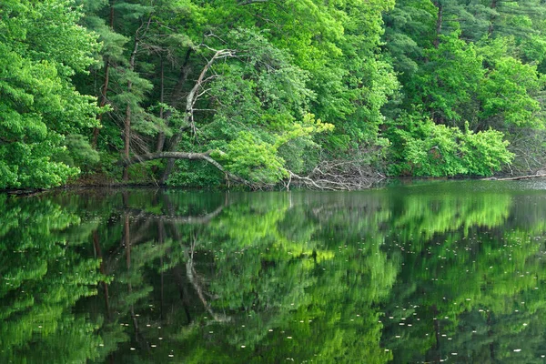Close Reflexão Floresta Verde Lago — Fotografia de Stock