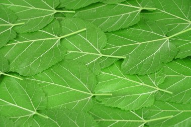 Doğa arka planı olarak taze yeşil dut yaprakları                               