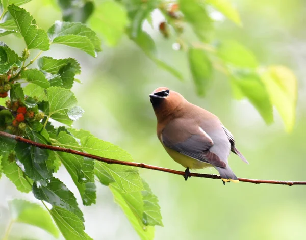 Ağacın üstünde dut meyvesi yiyen sedir ağacı.