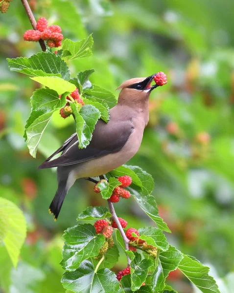 Ceder Waxen Vogel Eten Moerbeienfruit Boom — Stockfoto