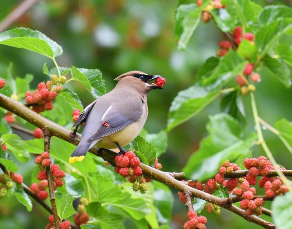 Ceder Waxen Vogel Eten Moerbeienfruit Boom — Stockfoto