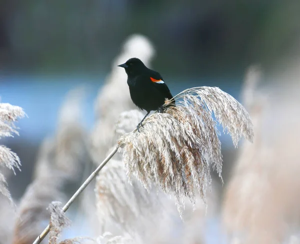 Червоне Крило Чорний Птах Тростині — стокове фото
