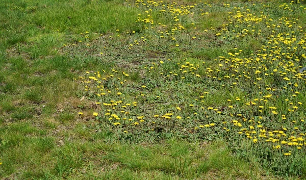  Arka bahçedeki çimenler kötü durumda. Ot kontrolü gerekiyor.                              