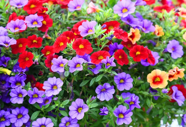 Yazın açan renkli petunya çiçeği