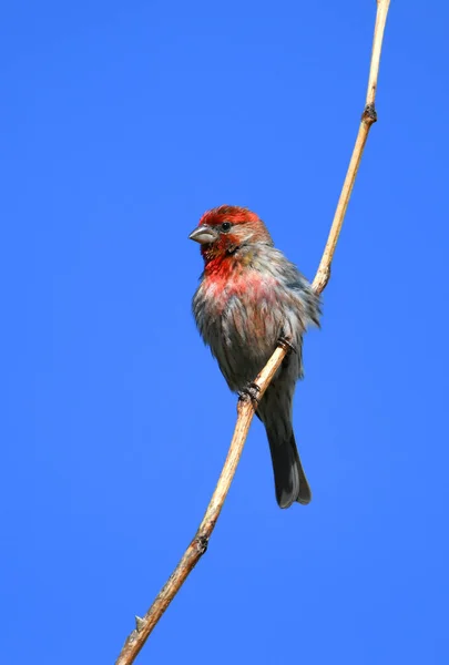 Roter Hausfink Steht Auf Zweigen Vor Blauem Himmel — Stockfoto