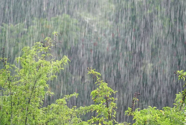 Bäume Und Wälder Bei Starkem Regen Sommergewitter — Stockfoto